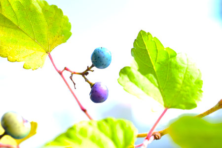 Ampelopsis glandulosa berries. Vitaceae deciduous shrub vine. The berries ripen in the fall and turn blue or purple. They are not edible but have medicinal properties.の写真素材