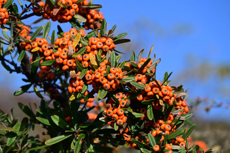 Pyracantha angustifolia (Orange firethorn) fruits. Rosaceae evergreen shrub. White flowers bloom in...