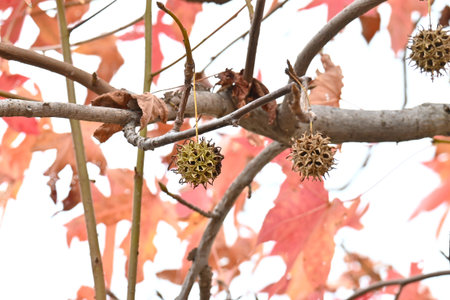 Autumn leaves and fruit of American sweetgum. Hamamelidaceae decidous. The fruit is an aggregate of...