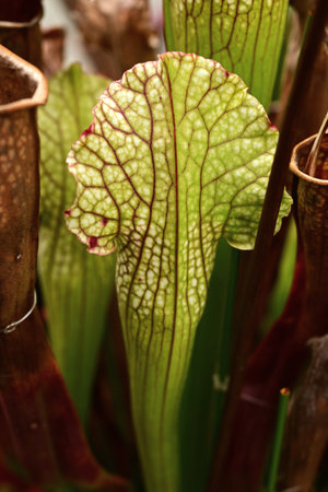 Sarracenia leucophylla (White-topped pitcher plant). Sarraceniaceae perennial. A carnivorous plant that attracts insects with its leaves that have tubular nectary glands.の写真素材