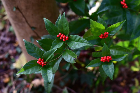 Japanese sarcandra (Sarcandra glabra) fruits. Chloranthaceae evergreen shrub. The fruits (drupes)...