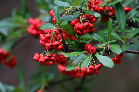 Pyracantha coccinea (Firethorn). Rosaceae evergreen shrub. Numerous small white flowers bloom in...