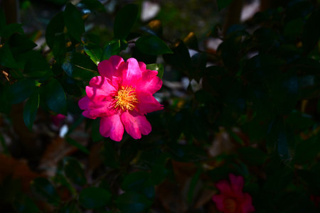 Camellia sasanqua flowers. Theaceae evergreen flowering tree. Red, pink or white five-petal flowers bloom from late autumn to early winter.の写真素材