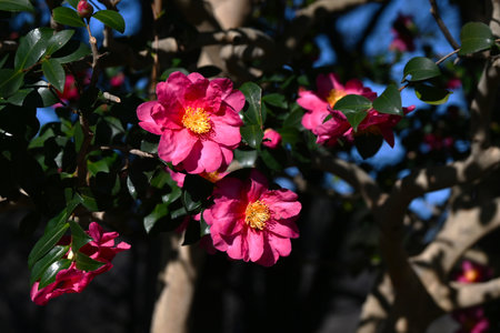 Camellia sasanqua flowers. Theaceae evergreen flowering tree. Red, pink or white five-petal flowers bloom from late autumn to early winter.の写真素材