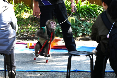 Japanese monkey trainer saru-mawashi, are traditional shows where trained monkeys perform tricks and...