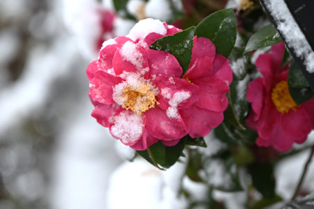 Camellia japonica flowers. Theaceae evergreen shrub. Its vibrant flowers are used in tea ceremonies and Japanese gardens as a winter feature.の写真素材