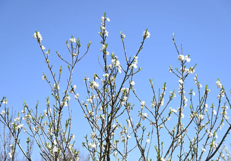 Bright pink and white flowers bloom in spring.