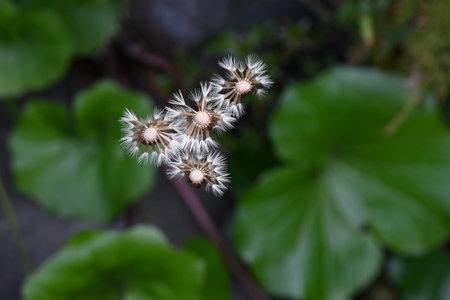 Japanese silver leaf (Leopard plant) pappus. Asteraceae evergreen perennial. The pappus-covered...