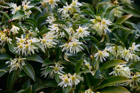 Japanese star anise (Illicum anisatum) flowers. These flowers bloom yellowish-white in spring, but...