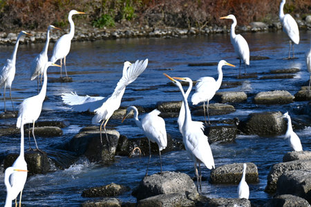 Egrets (White herons) are seen near the water's edge. They prey on small fish and other creatures in...