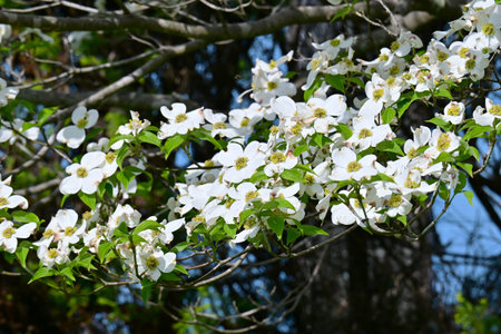 Flowering dogwood blossoms. This tree, native to North America, was given as a return gift for the cherry trees that Japan presented to Washington D.C. in 1912.