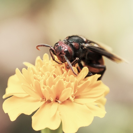 Bee on yellow flowerの素材