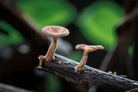 Mushrooms on the branchesの写真素材