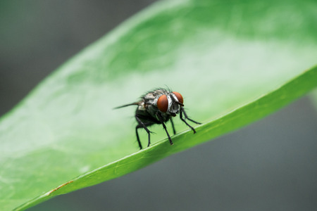 Fly on the leafの写真素材