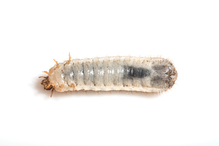 chrysalis