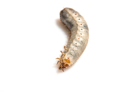 chrysalis