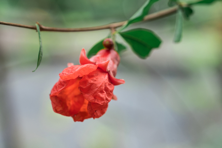 Pomegranate flowersの写真素材