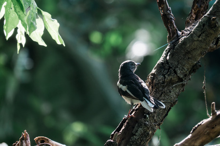 Magpieの写真素材