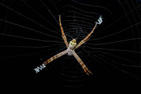 multi coloured argiope spiderの写真素材