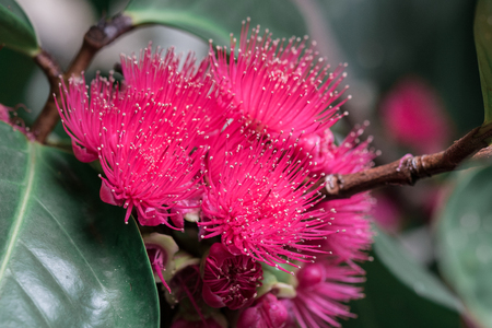 rose apple flowerの写真素材