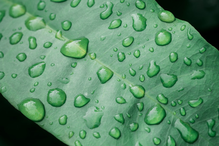 Drops on the leaves