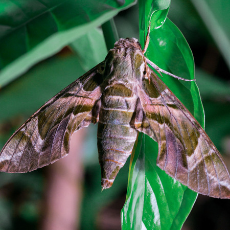 Night butterflyの写真素材