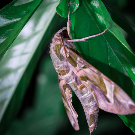 Night butterflyの写真素材
