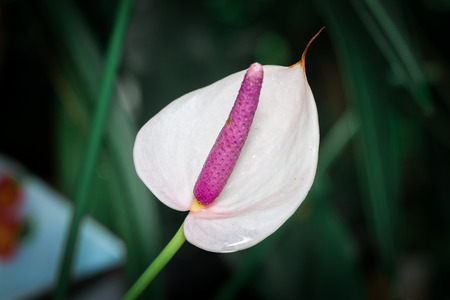 Anthurium flowersの写真素材