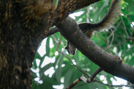 Squirrel on the tree
