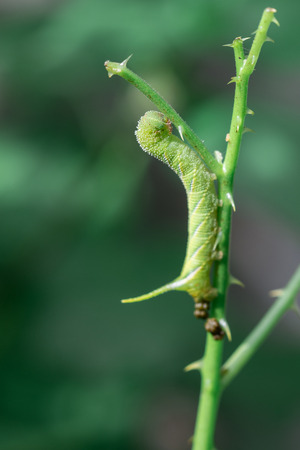 Green wormの写真素材