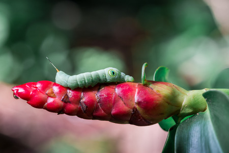 Green wormの写真素材