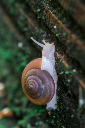 Snail on mossの写真素材