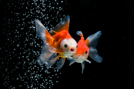 goldfishの写真素材