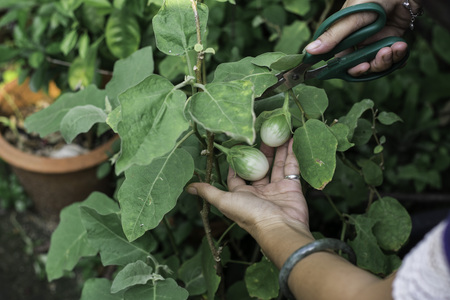 Thai eggplantの写真素材