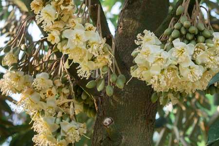 Durian flowerの写真素材