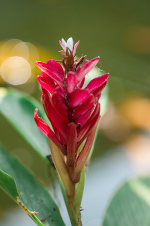 Red Gingerの写真素材