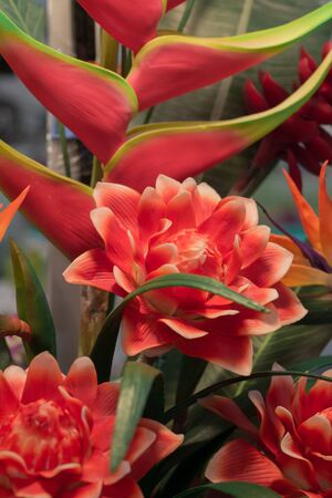 Red Flowersの写真素材