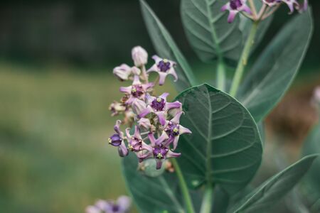 Gigantic Swallowwort Violet flowerの写真素材