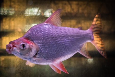 Flagtail prochilodus Matureの写真素材