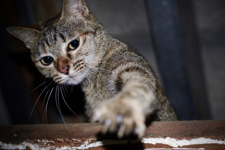 Brown cat on the roofの写真素材