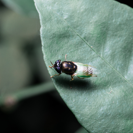 Green insect on leaf