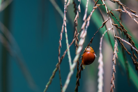 Ladybugs on the grass.