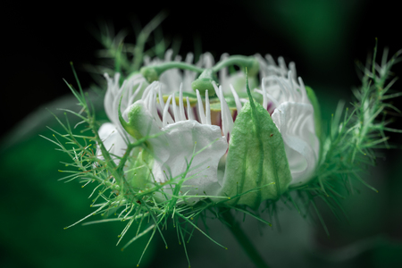 Passiflora foetida Wet rainの写真素材