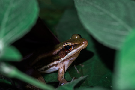 Polypedates leucomystax On the lotus leafの写真素材