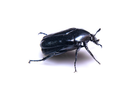 Black beard on a white backdrop