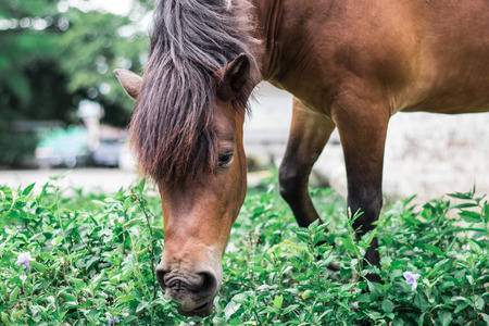 Brown horse eating grassの写真素材