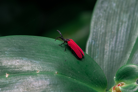 Insect Red Wings On the leafの写真素材