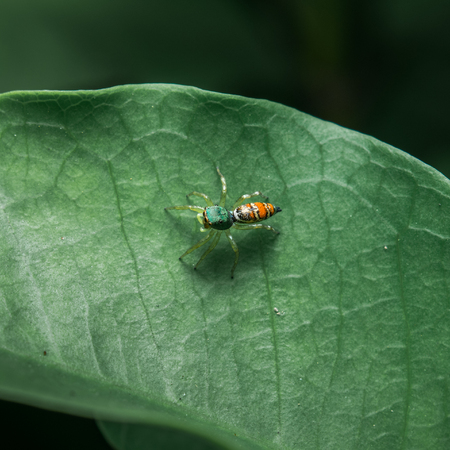 Spider Orange on the leafの写真素材