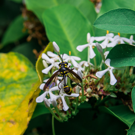 wasp Looking for sweet nectar from flowers.の写真素材