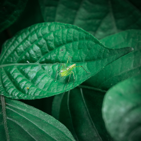 Yellow spider on leaf